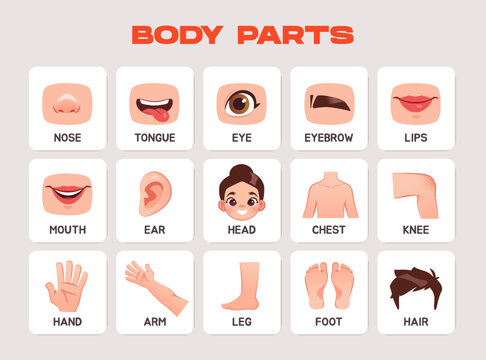 Human body flashcards for kids. Educational materials for preschoolers with different parts of body and face. Flashcards for primary school. Flat vector illustration collection isolated on background
