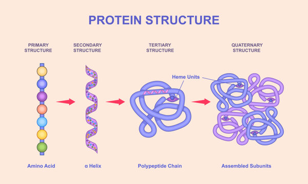Levels of protein structure. Educational biology infographics showing different protein structures from amino acid chain to assembled subunits. Polymeric polypeptide. Flat vector illustration