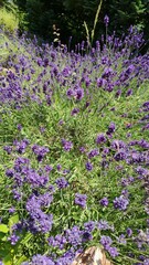 Fototapeta premium field of lavender
