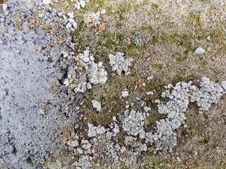 Weathered Concrete Surface with Varied Organic Growth