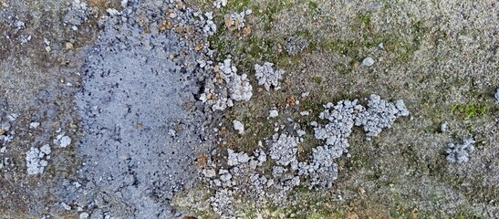Weathered Concrete Surface with Varied Organic Growth