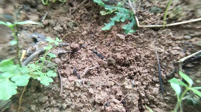 a bullet ant, on a hunting trip