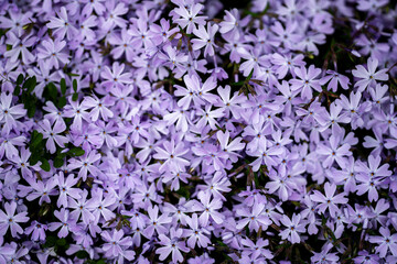 Pink and violet flowers background. Blossom backdrop. Natural bloom flowers background. Blossom spring flowers banner. Spring blooming template. Flowers texture for spring design. Flower wallpaper.