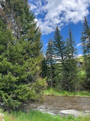 forest in the mountains