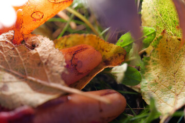Dead fingers in an ominous green light. Fingers sticking out of autumn leaves and grass 
