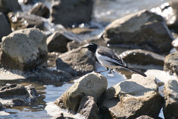 Wagtail on the River Rocks①