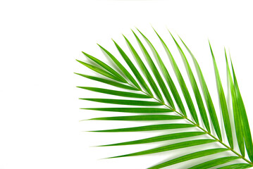 Palm leaf isolated on white background