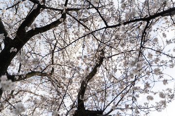 Cherry Blossoms from Below⑤