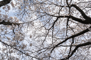 Cherry Blossoms from Below④