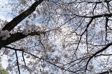Cherry Blossoms from Below①