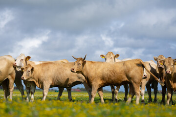 Dairy cows feeding in fields. Cattle ranch. Sunny meadow with grazing cows. Herd of cows on a...