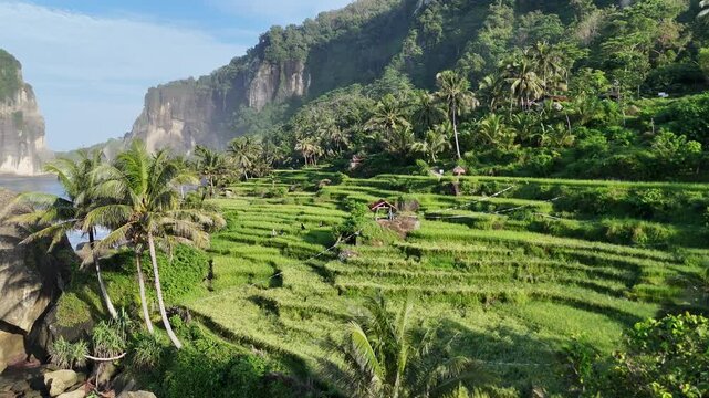 Terraced Paddies on the Edge of the Ocean in Pangasan
