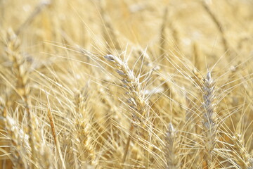 wheat field