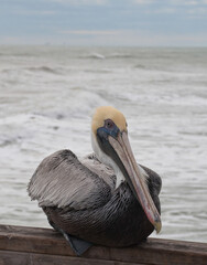 Pelican resting on beach