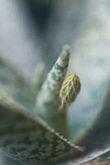 Little Wildflower, In The Field, Macro Photo