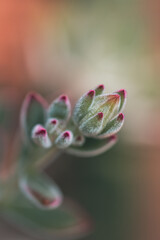 Little Wildflower, In The Field, Macro Photo