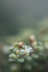 Little Wildflower, In The Field, Macro Photo