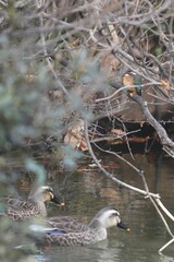 Kingfisher and Ducks Scene