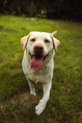 Labrador retriever