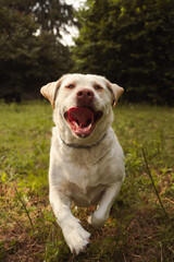 Labrador retriever