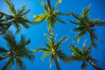 Palm background. Summer paradise concept. Green jungle. Tropical background. Exotic summer vibes....