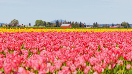 Colorful Tulip Fields with Red Farmhouse