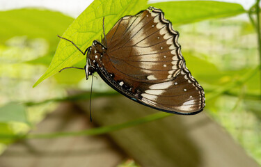 Great Eggfly butterfly underneath a leaf
