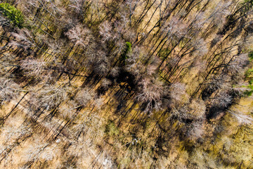 Aerial view of forest ravine with stream, trees without leaves in early spring