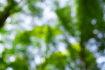 Leaf blurred background. Green leaf on blurred greenery background. Bokeh summer nature background....