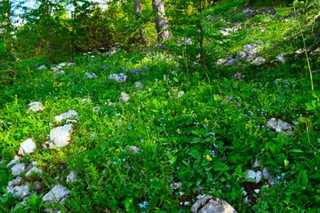 Lush alpine vegetation with blue flowers