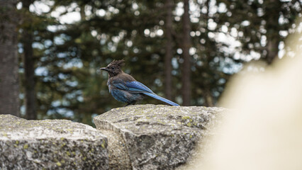 Steller's Jay Perched on Rock in Forest

