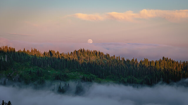Full Moon Rising over Pine Forest