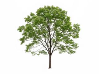 Sassafras tree png deciduous hardwood tree png sassafras foliage tree png native sassafras species png large shade tree png transparent background image