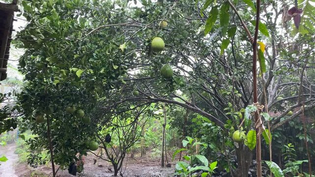 Raining on daylight, with green oranges attached on trees