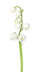 Beautiful fragrant lily-of-the-valley flowers isolated on white