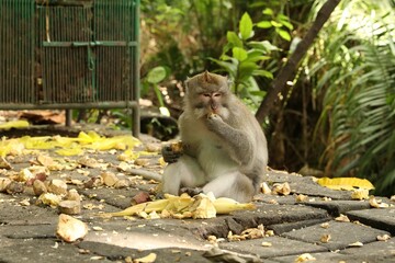 Cute monkey with food on ground in park