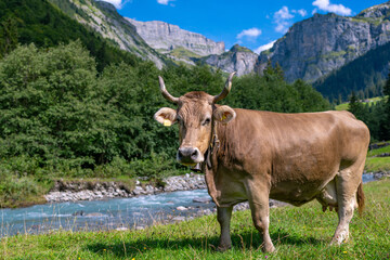 Cow grazing in a farm. Cow in the meadow. Livestock grazing in the green field. Farm life with...