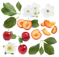 Yummy ripe plums, blossoms and green leaves on white background, collage