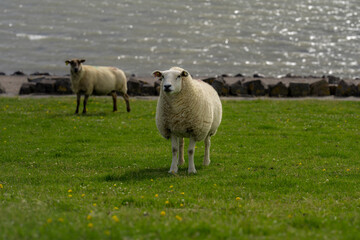 Sheep on a farm. Sheep in a meadow on green grass on a sunny day. A white sheep walks up a hill. Sheep pasture in the countryside. Sheeps eating grass in a green field.