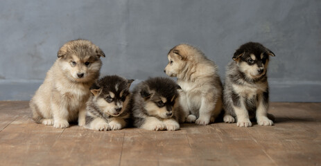 studio portrait of malamute puppies
