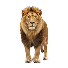 Obraz premium lion panthera leo