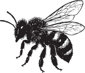 Black and white illustration of a honeybee (Apis mellifera).
