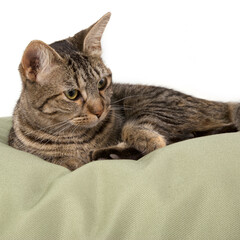 portrait of a beautiful cat on a white background