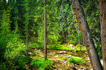 Vail Gore creek river water flowing in Lionshead, Colorado village ski resort town in lush green...