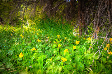 Arnica yellow flowers wildflowers on forest floor of Colorado Top of Vail tour hiking trail meadow...
