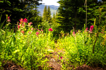 Paintbrush pink wildflowers flower plants in Colorado closeup at Top of Vail Tour Ridge route hiking trail path in summer footpath