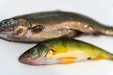 Rainbow trout smallmouth bass fish two macro closeup wild raw uncooked whole wildcaught food from Colorado alpine lake