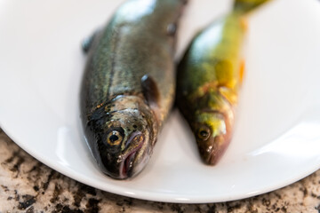 Rainbow trout smallmouth bass fish two heads macro closeup wild raw uncooked whole wildcaught food from Colorado alpine lake