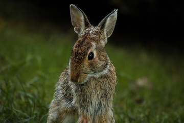 rabbit in the grass