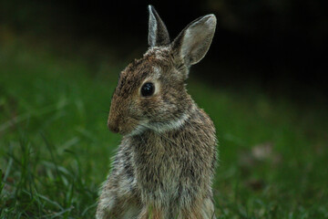 Shy bunny on a summer day